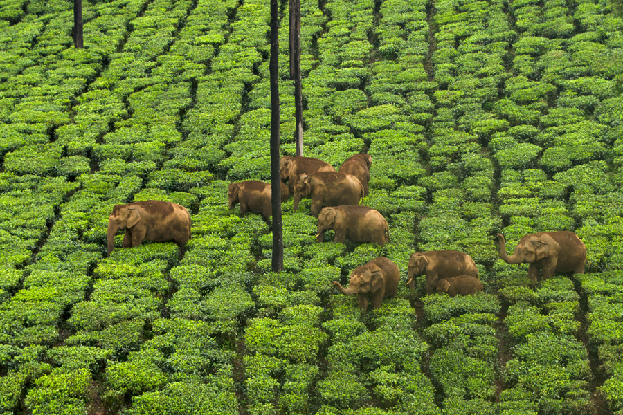 Cochin Arrival to Munnar